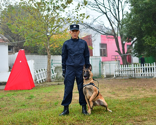 通辽宠物犬训练