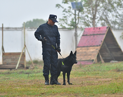 武威犬行为纠正