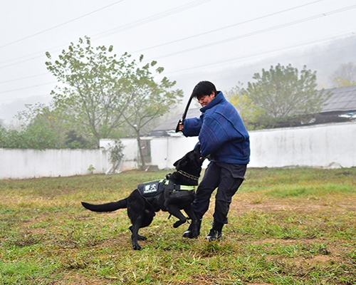 保山犬只训练