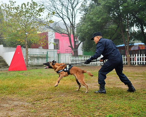 莆田犬只训练