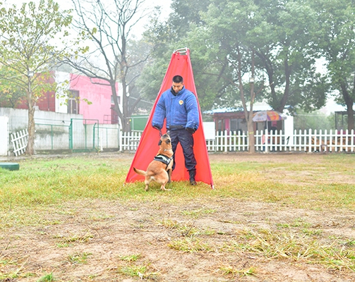 徐州宠物犬训练