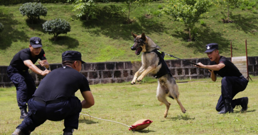 警犬训练员