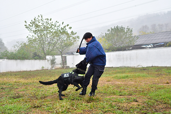 训犬师培训