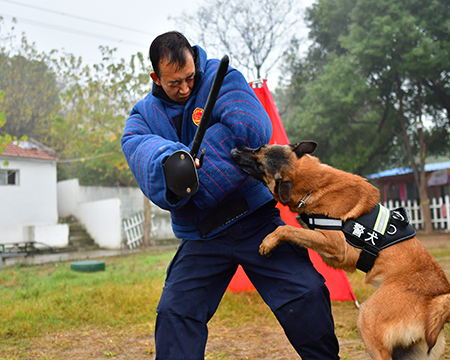 犬只培训