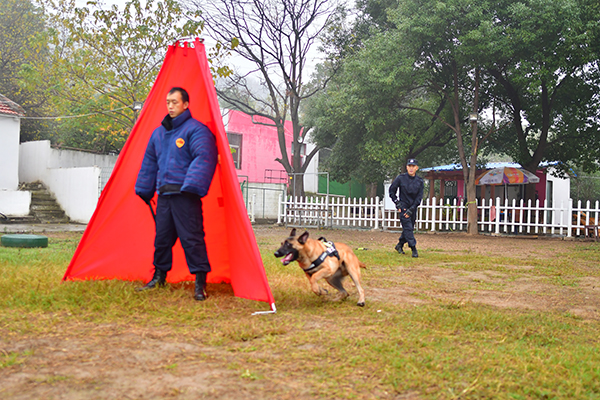 犬只培训