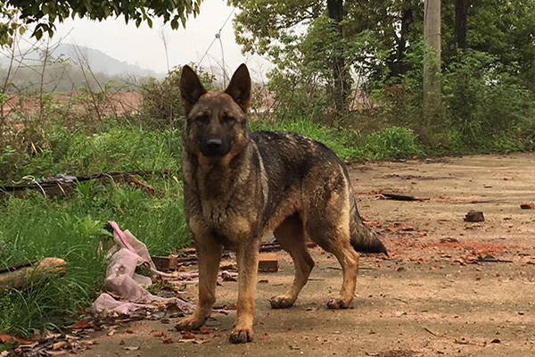 武汉训犬学校