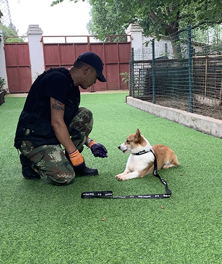 克拉玛依宠物犬寄养基地