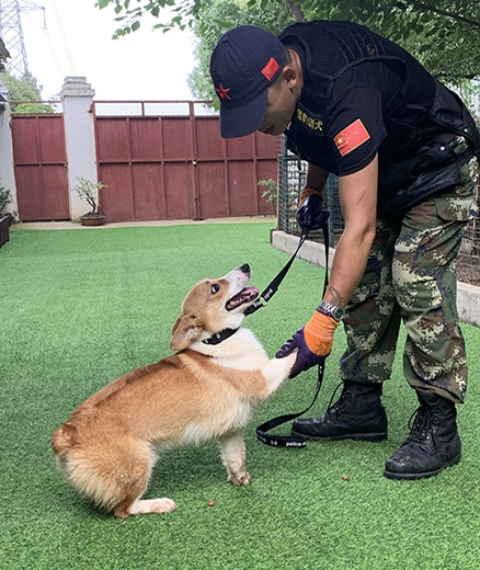 巴音郭楞犬只训练